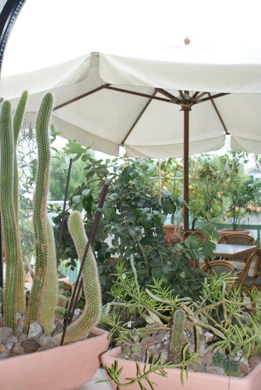 איסקיה Villa Ciccio מראה חיצוני תמונה